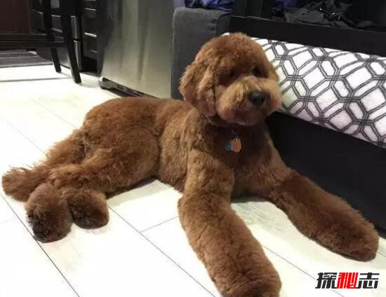 世界上最聪明贵宾犬巨型泰迪,身材魁梧温顺/曾售价600
