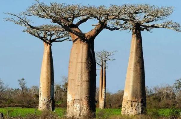 世界上最奇特的树：生长在南非的猴面包树可以储存水分