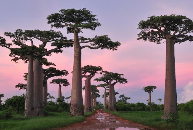 世界上最奇特的树：生长在南非的猴面包树可以储存水分