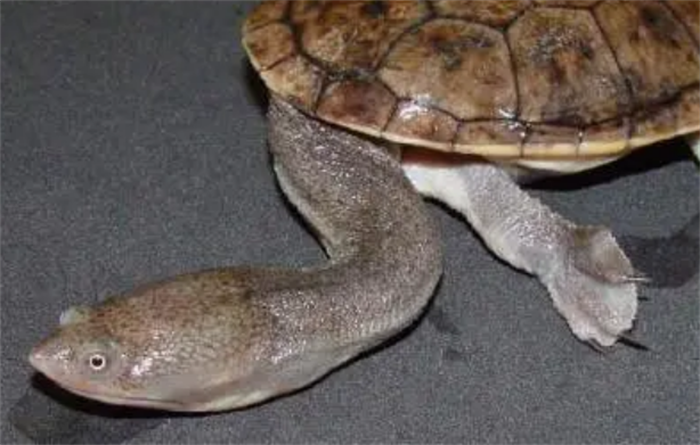 世界上脖子最长的乌龟 巨蛇颈龟超过50厘米