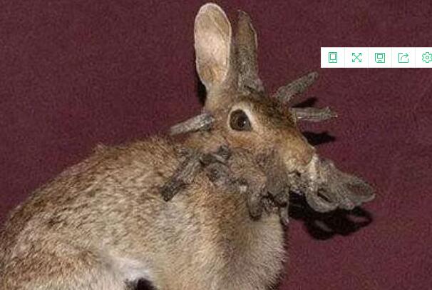 世界上最恐怖的兔子肿瘤兔脸上长满黑色肿瘤