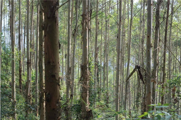 世界上最大的植物是什么树杏仁桉树的特点是什么