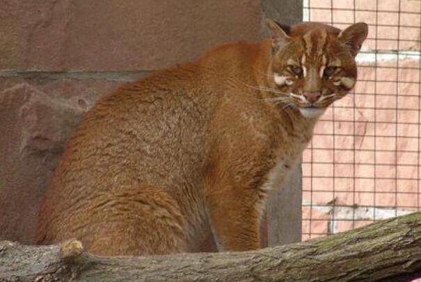 有研究表示,婆罗洲金猫和亚洲金猫是近亲,但是婆罗洲金猫的体型要小的