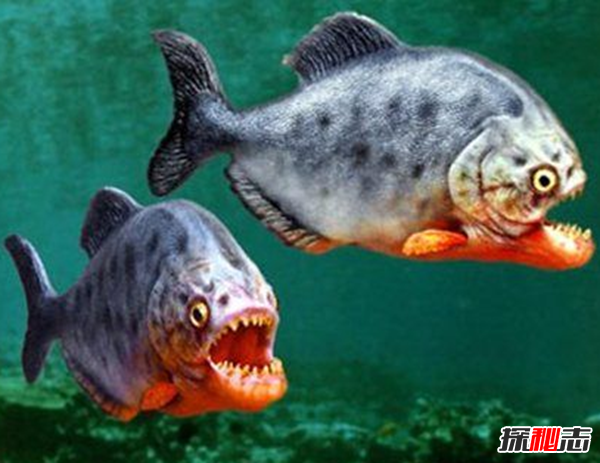 世界上最大的食人鱼:黄金猛鱼(体长133厘米重50千克)
