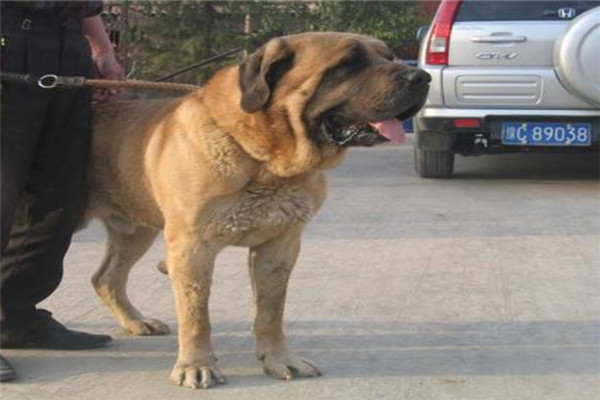 世界上饭量最大的狗狗是什么为什么马士提夫犬这么能吃 探秘志手机版