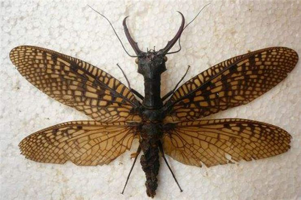 世界上最大的虫子体型较大看起来很恐怖