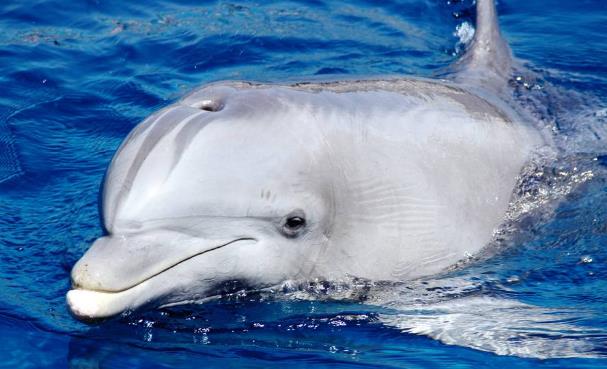 世界上最聪明的动物海豚大脑很发达仅次于人类