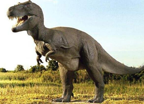 恐龙之王霸王龙一直以来都是常被提起的存在,它的体长在11米-15米