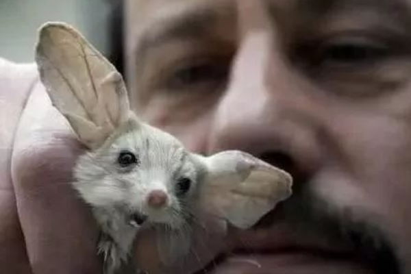 世界上耳朵最长的鼠耳朵足足占身体一半能跳1米高