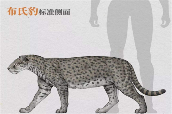 布氏豹:最古老的豹类物种(分布在盆地的地层中)