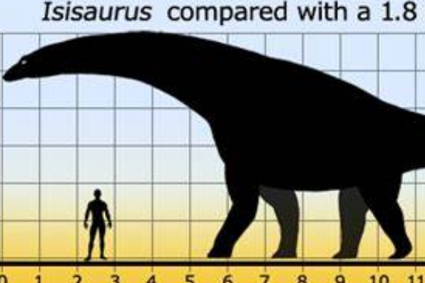 伊希斯龙最后的植食性蜥脚类恐龙长18米脖子较短
