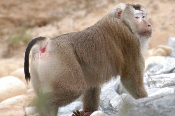 豚尾猕猴:一种长有s形短尾的猕猴(像极了猪尾巴)