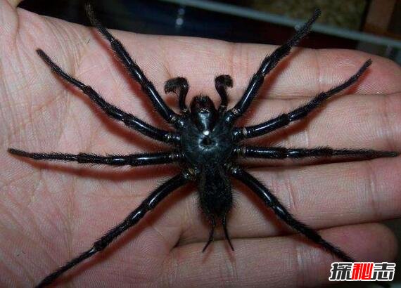 台湾最大的毒蜘蛛巨型上户蜘蛛长20厘米剧毒无比