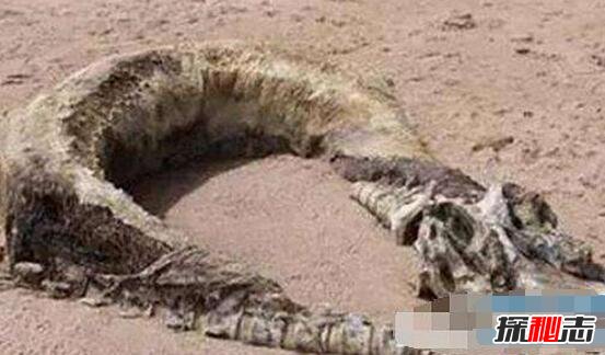 06年真龙吃人的照片昆仑山古洞发现真龙实则一种洞螈