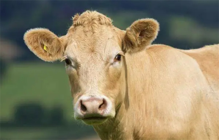 属牛的人一般什么性格（温和 含蓄有气质）