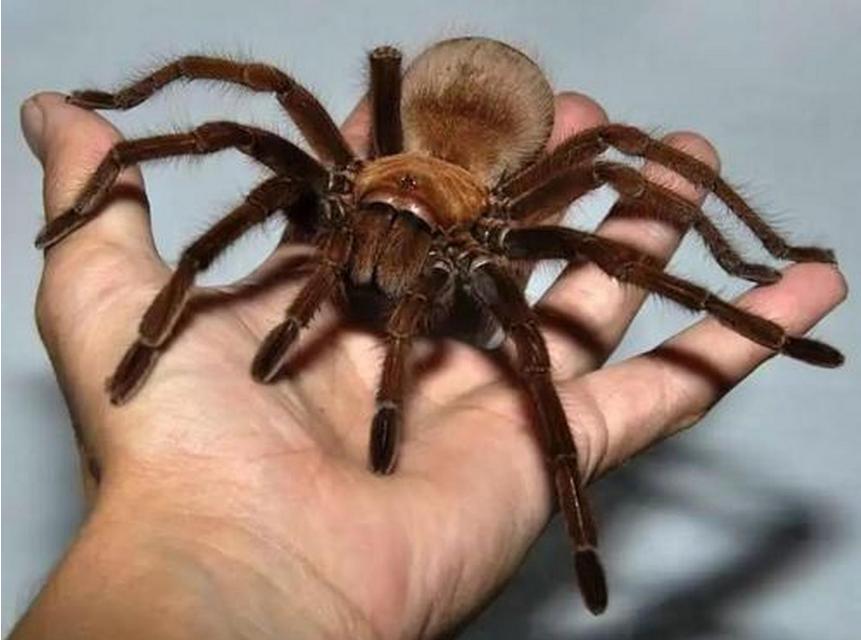 世界上三种最大蜘蛛 亚马逊食鸟蛛(体长30厘米)