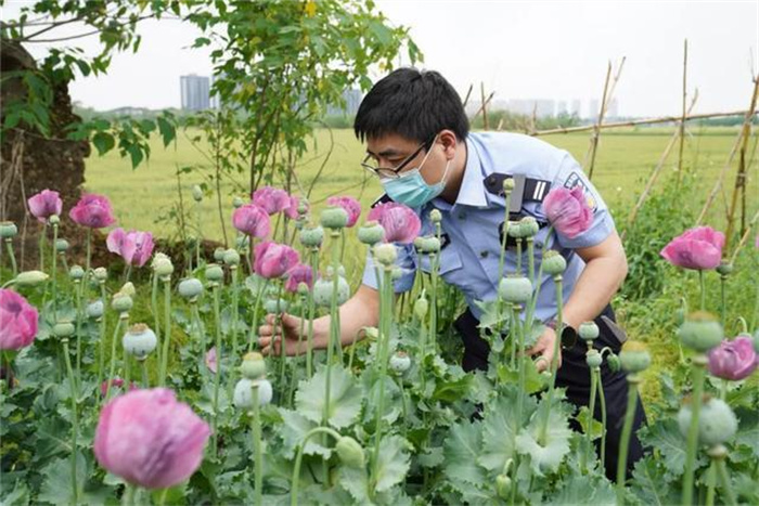 浙江小学生看到罂粟报警 罂粟怎么辨别?