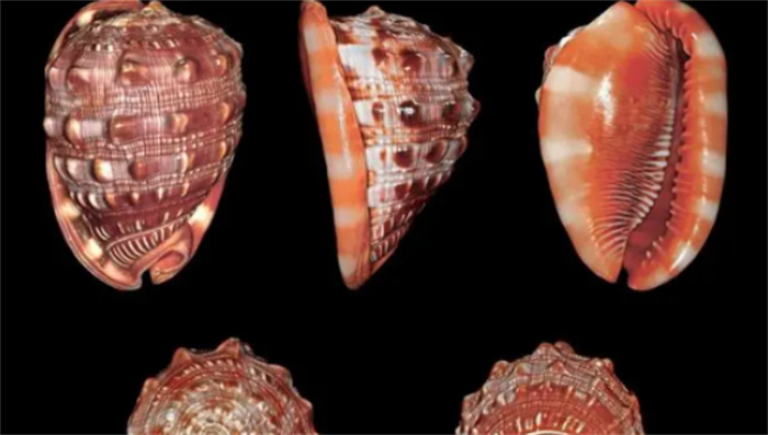 世界十大著名海螺 有一种生存了几亿年