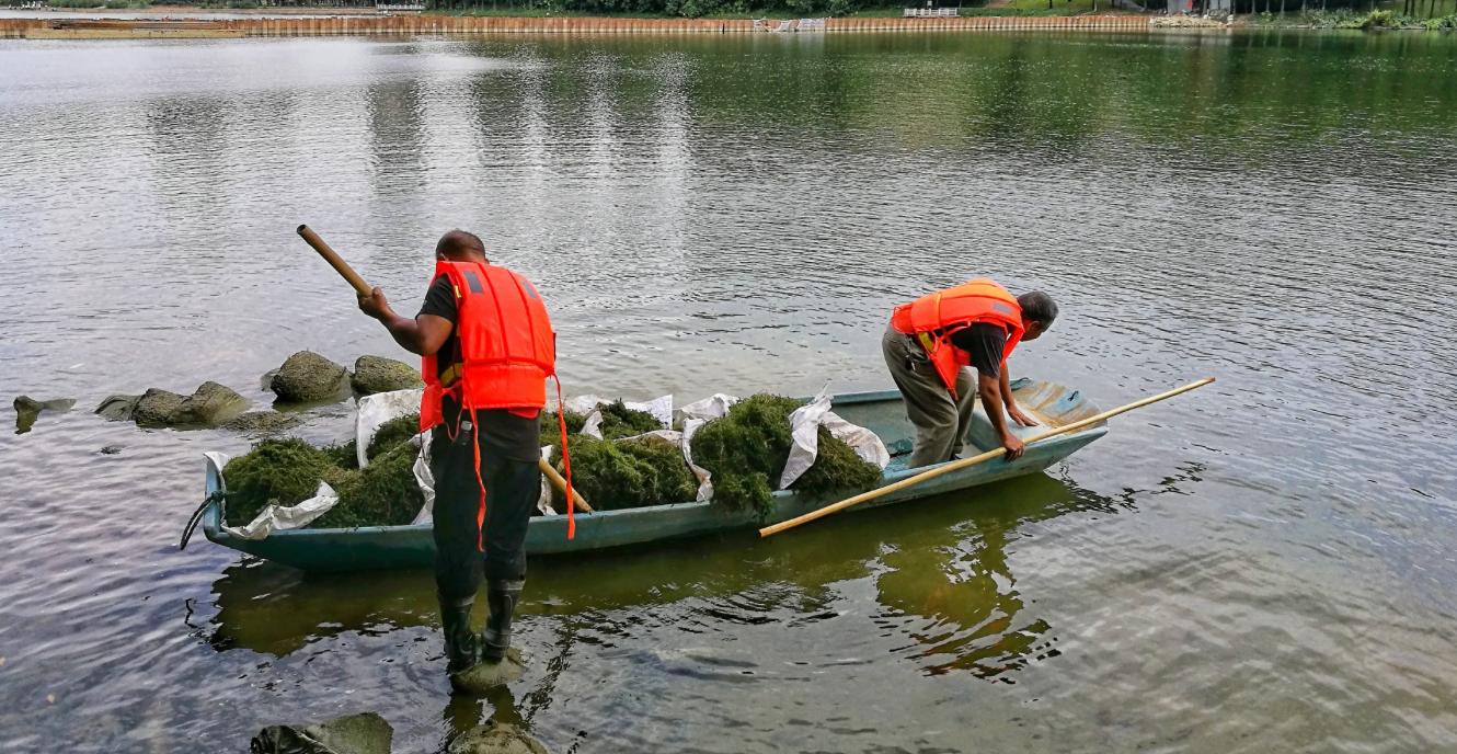 排水挖河的治污方法劳民伤财科学家提议用水草和贝壳就能搞定