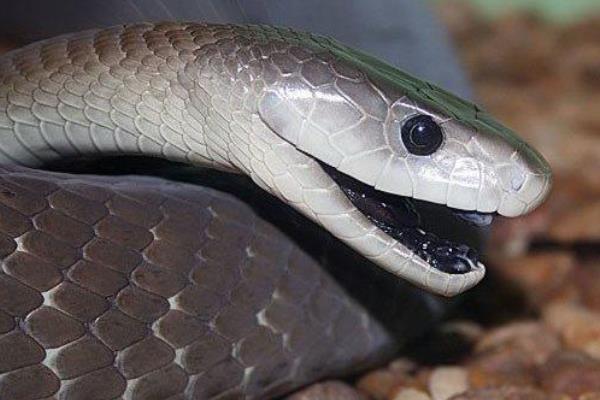 世界上速度最快的蛇黑曼巴蛇最快可达每小时23公里