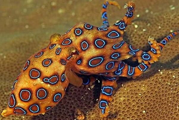 蓝环章鱼的图片图片