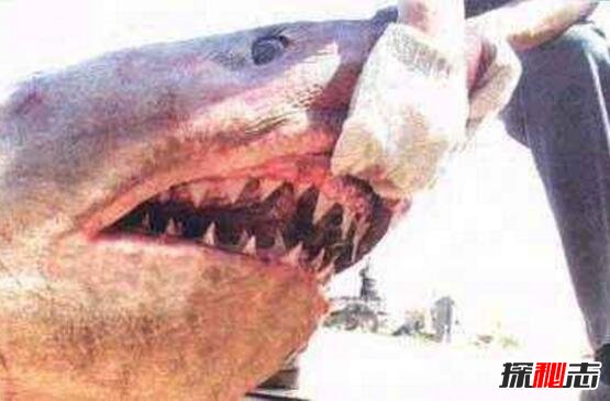 本身鲨鱼这种动物的就十分凶猛可怕,更不用说这种古噬人鲨了,这么庞大