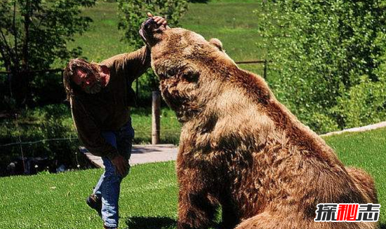世界上最大的熊科迪亚克棕熊高达3米重达2400斤