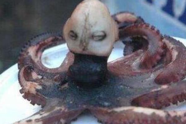 恐怖章鱼可怕图片