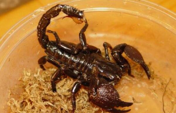 非洲帝王蝎有毒吗有毒体型巨大毒性危害小