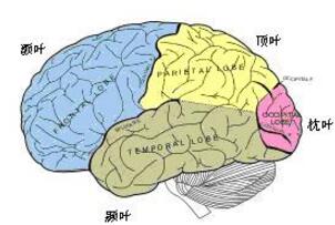 揭秘康斯塔姆现象原理，手怼墙实则大脑非自主运动现象