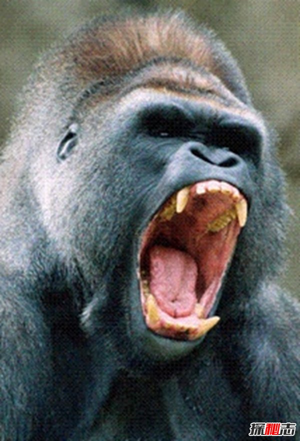 猩猩发怒霸气图片图片