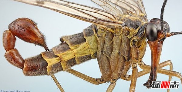 十大远古昆虫图片