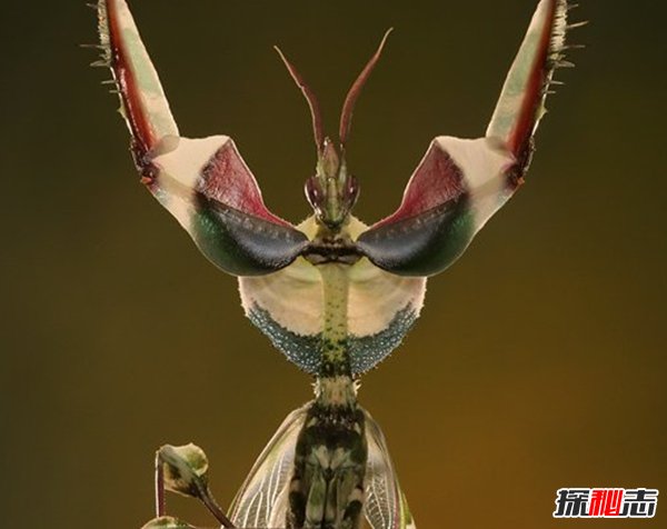 十大恐怖虫子动物图片