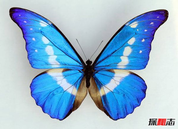 世界八大名蝶图片图片