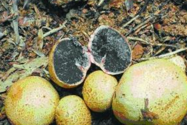 马勃菌切开是黑色的可以吃吗橙黄硬皮马勃菌不能吃