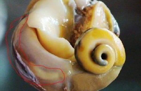 海螺结构图内脏图片