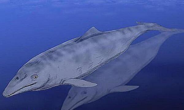 原始鲸鱼长什么样子鳄鱼和水獭结合体有强健四肢