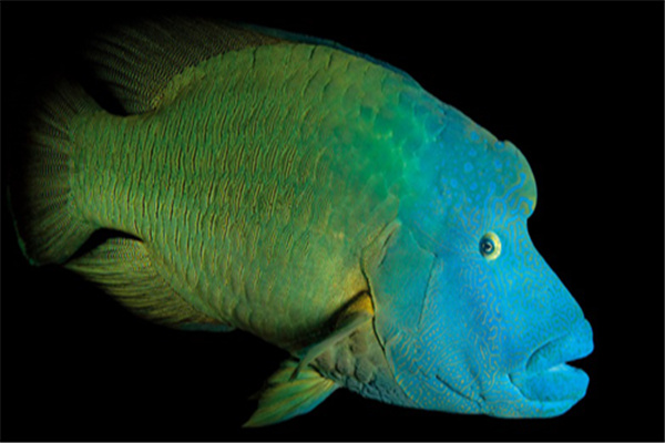 苏眉鱼的体态特征身体偏长头部较圆的鱼类