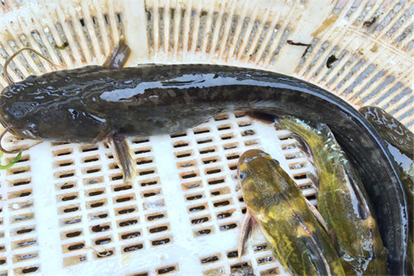 塘鲺鱼是什么品种属于胡子鲶科分布在热带的鱼类