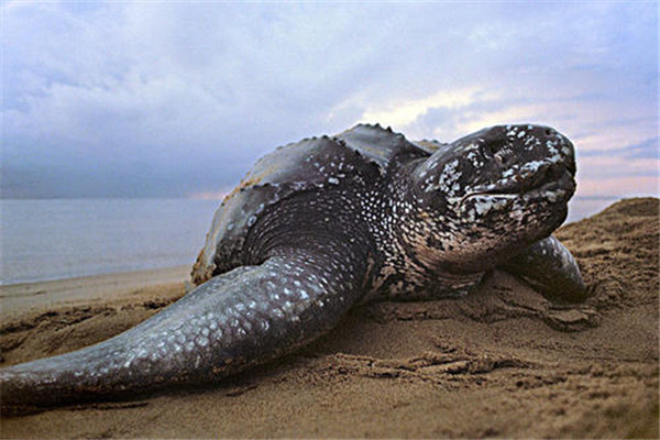 深海巨龟图片
