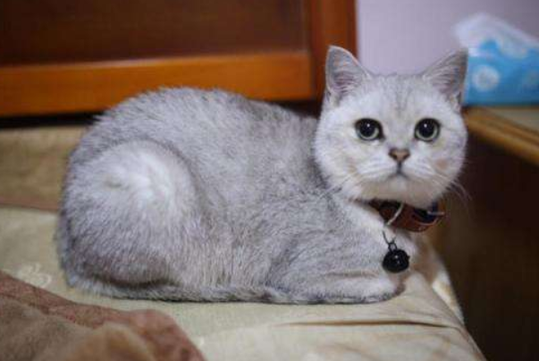 银渐层猫多少钱一只美短还是英短1000到15000品种是英短