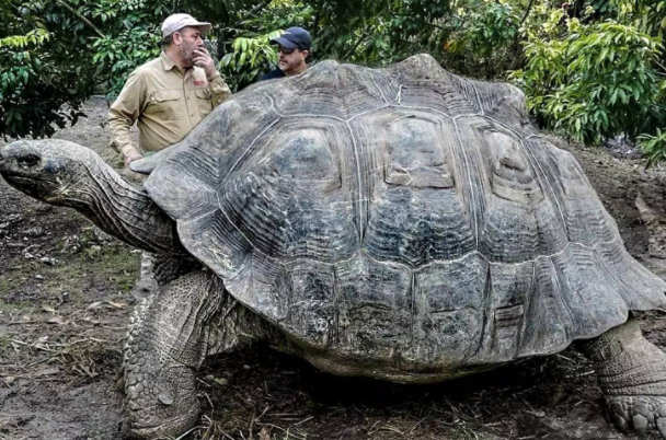 世界上体型最大的动物图片