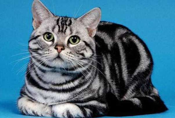 虎斑猫花纹种类图片图片