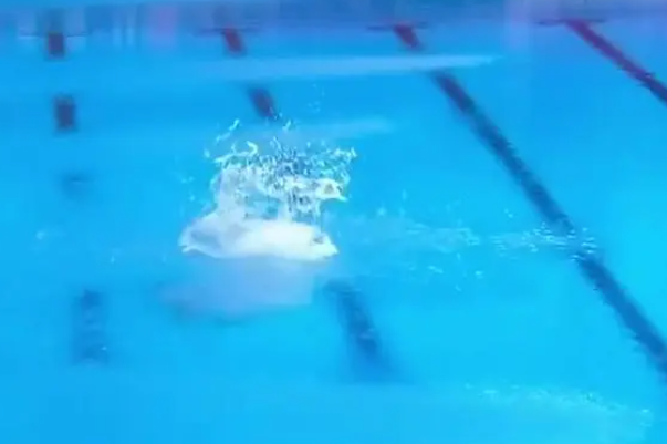 跳水失败视频图片
