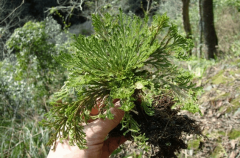 据说沾水就能复活一种草 生命力强大到让人们怀疑人生（回阳草）