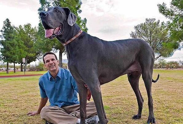 世界最大的狗大丹犬身高约为7090公分