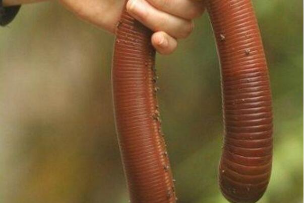 吉普斯兰巨型蚯蚓图片
