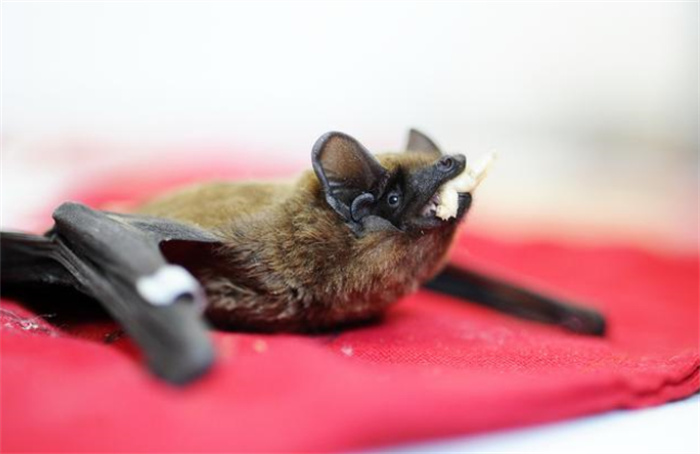 世界最小的哺乳动物 弱小的猪鼻蝙蝠(哺乳动物)
