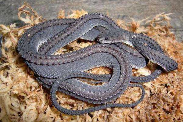 爪哇闪皮蛇世界上最像龙的蛇背上长有三条瘤状棱