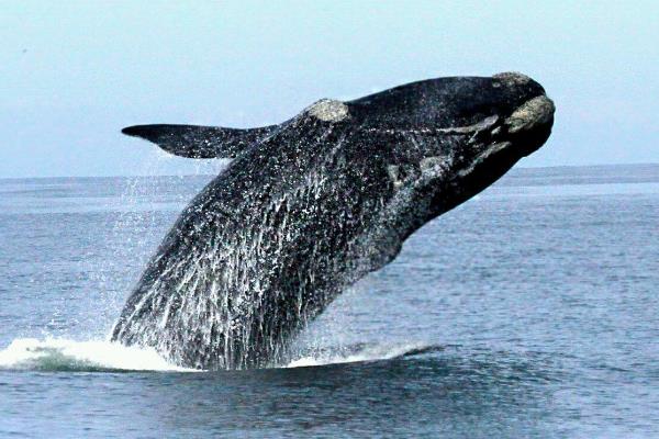 北太平洋露脊鲸:世界上最濒危的海洋哺乳类(仅剩几百头)